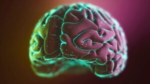 Illustrazione di un cervello umano scientificamente accurato, ma che brilla di viola e verde