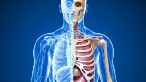 Un'illustrazione della metà superiore di un corpo umano, che mostra una metà coperta e una metà con anatomia interna visibile