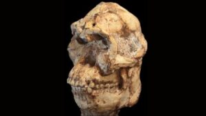 'Little Foot' potrebbe essere un nuovo membro del nostro albero genealogico dopo tutto