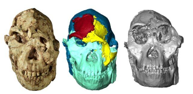 Gli scienziati ricostruiscono il volto di uno dei nostri parenti più antichi