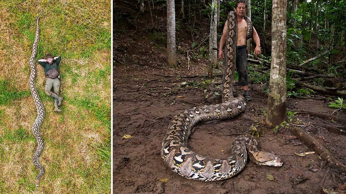 Longest-Snake-In-World-1-2.jpg