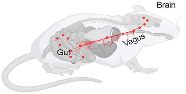 Diagramma del topo