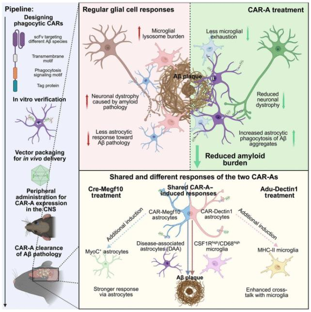Gli scienziati equipaggiano le cellule cerebrali per attaccare le proteine legate all'Alzheimer