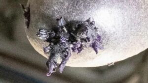 Forma di vita viola fotografata mentre germoglia 'tentacoli' sulla ISS