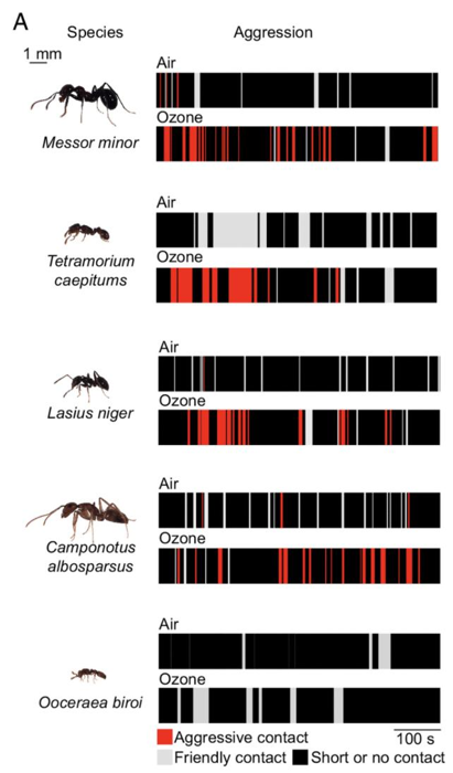 diagramma che mostra le interazioni di ciascuna specie di formica in base al fatto che siano state esposte all'ozono o meno. cinque specie erano più aggressive nei confronti dei loro compagni di nido esposti all'ozono.