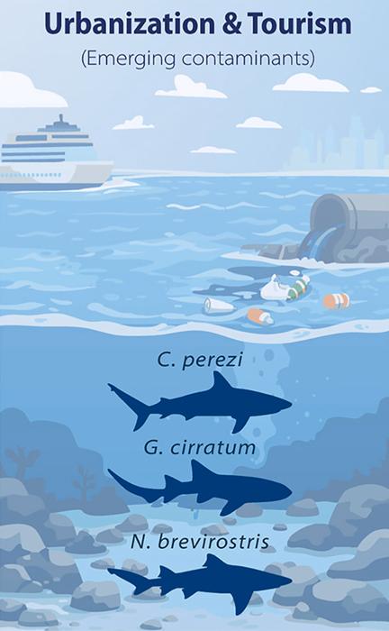 Grafica di squalo
