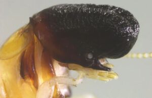 Scoperta colonia di termiti con la testa simile a quella di una balena