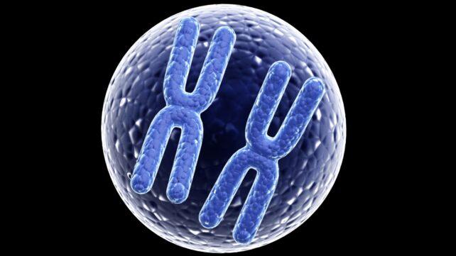 Illustrazione di 2 cromosomi X blu all'interno di una cellula