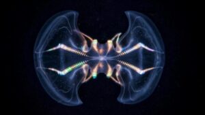 La medusa pettine 'cervello' è molto più complessa di quanto avessimo mai realizzato