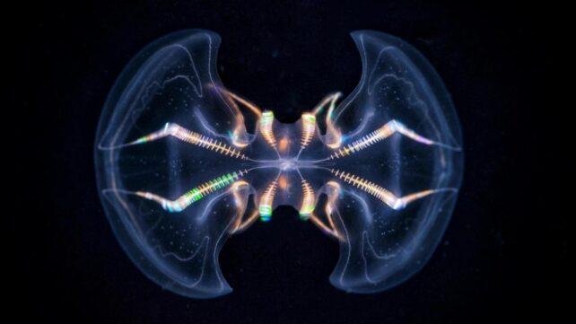 comb-jelly-642x361-1.jpg