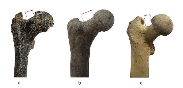 I più antichi esseri umani conosciuti potrebbero essere emersi nei Balcani, non in Africa, suggeriscono i fossili