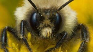 Finalmente sappiamo come le regine delle api bumblebee possono sopravvivere sott'acqua per giorni