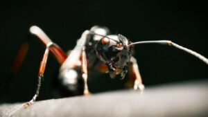 L'inquinamento atmosferico sta causando danni agli insetti, e gli effetti sono allarmanti