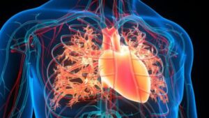 Un fluido magnetico iniettato nel cuore potrebbe prevenire gli ictus, pensano gli scienziati