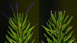 Alberi Visti Emmettere una Luce Spettrale Durante un Temporale per la Prima Volta