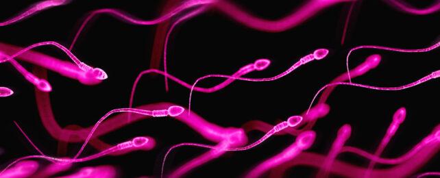 sperma colorata di rosa su sfondo nero