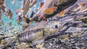 I numeri dei pesci d'acqua dolce migratori sono vicini al collasso, avverte il rapporto dell'ONU