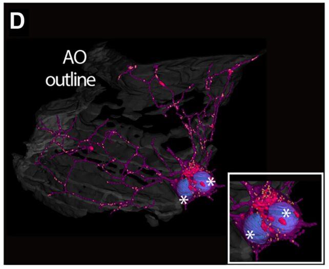 Un nuovo studio sulle meduse pettine scopre che potrebbero effettivamente avere un cervello elementare. È un grande affare per l'evoluzione del sistema nervoso