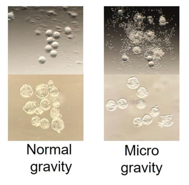 Lo sperma si perde nella microgravità e potrebbe avere un impatto serio sui viaggi spaziali