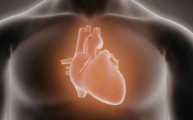 illustrazione del cuore