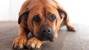 Un cane marrone dall'aspetto triste sdraiato su un pavimento in legno