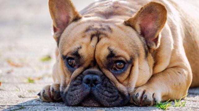Un bulldog francese dall'aspetto triste all'aperto, con il muso e le zampe appoggiati a terra