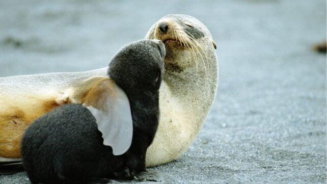 Foca di pelliccia antartica di colore chiaro con una pinna sopra il cucciolo, che è piccolo e ha pelliccia scura.