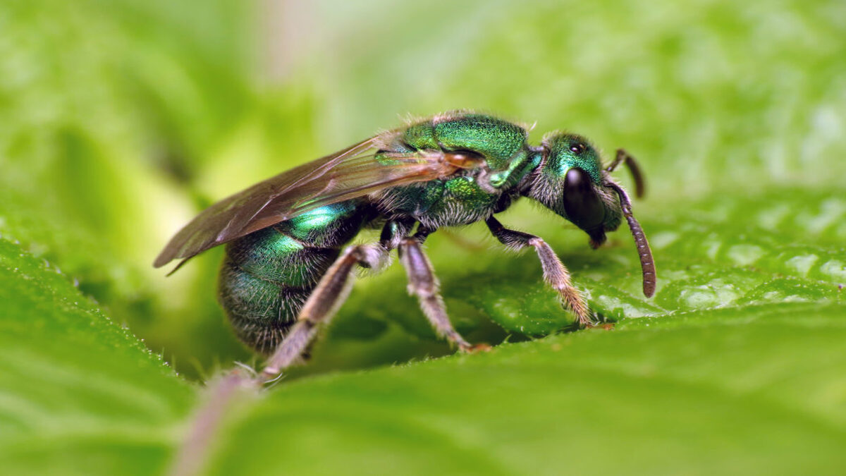 Augochlora_KatjaSchulz-e1602605511172-1.jpg