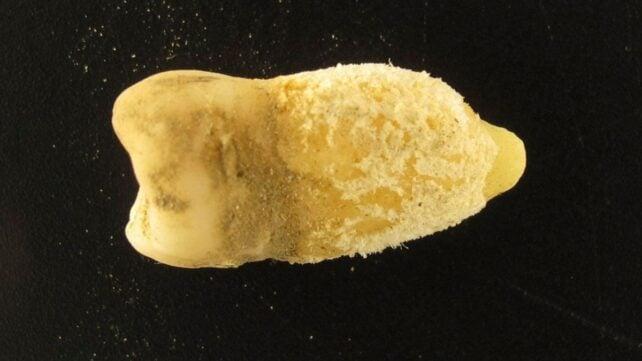 BolivianMummyTooth-642x361-1.jpg