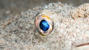 Gli scienziati pensano che i tuoi occhi si siano evoluti da un 'verme' ciclope 600 milioni di anni fa