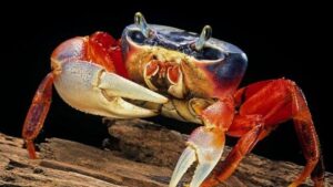 L'evoluzione continua a creare granchi, ma una caratteristica chiave è evoluta solo una volta