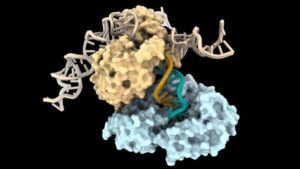 Grafica del DNA