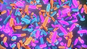 Batteri nell'intestino umano