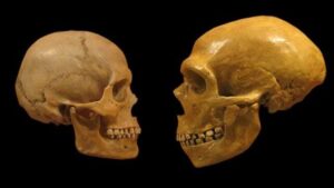 Abbiamo superato i Neanderthal grazie a una chiave differenza, suggerisce lo studio