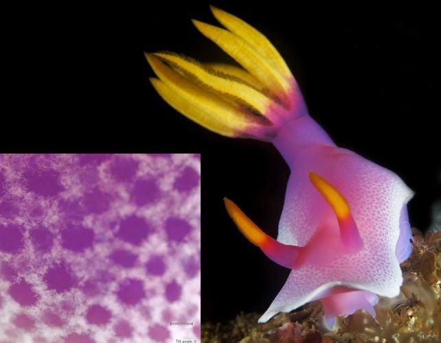 Le lumache di mare più belle usano cristalli nella loro pelle come pixel di colore