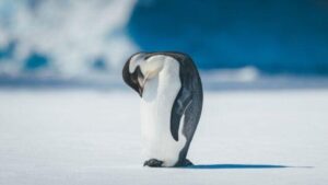 Un pinguino imperatore solitario sta sul ghiaccio con la testa curvata verso il petto.