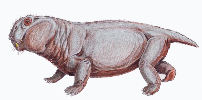 Questa potrebbe essere la prima prova mai trovata di antenati dei mammiferi che depongono uova