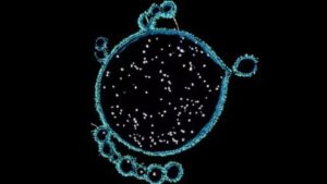 Un contorno blu e verde brillante di una cella su uno sfondo nero