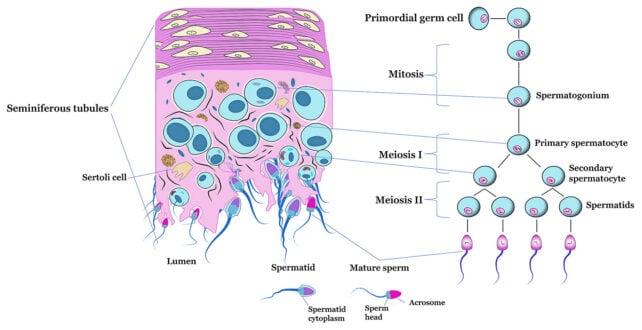 Meiosi degli spermatozoi