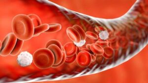Rappresentazione 3D di SciencePhotoLibrary che mostra un vaso sanguigno con globuli rossi e bianchi che viaggiano attraverso di esso