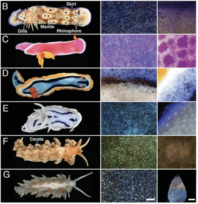 Le lumache di mare più belle usano cristalli nella loro pelle come pixel di colore