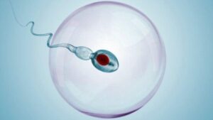 Contraccettivo maschile reversibile ferma la produzione di spermatozoi nei topi
