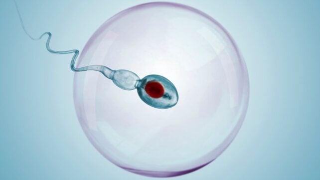 SpermContraception-642x361-1.jpg