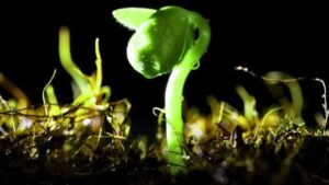 Primo piano di un'immagine ad alto contrasto di un germoglio verde che cresce nel terreno, con gocce di pioggia che vi atterrano sopra