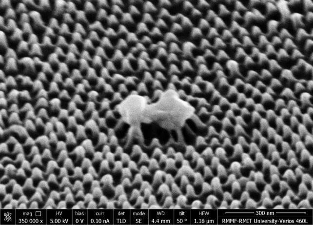 Piccole protuberanze grigie viste al microscopio, con una cellula sopra di esse, che vengono strappate