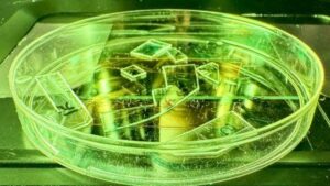 Pezzetti di pellicola trasparente verde fluorescente sono in una piastra Petri