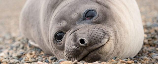 Primo piano di una foca elefante