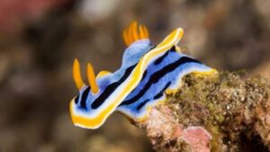 Le lumache di mare più belle usano cristalli nella loro pelle come 'pixel' di colore