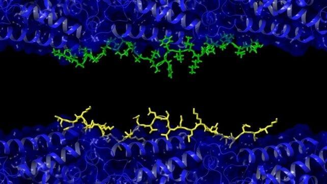 Una 'Teoria Unificante' Nuova Può Spiegare Come L'Alzheimer Emerga Nel Cervello