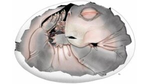 Illustrazione di una piccola creatura simile a un dinosauro dentro un uovo